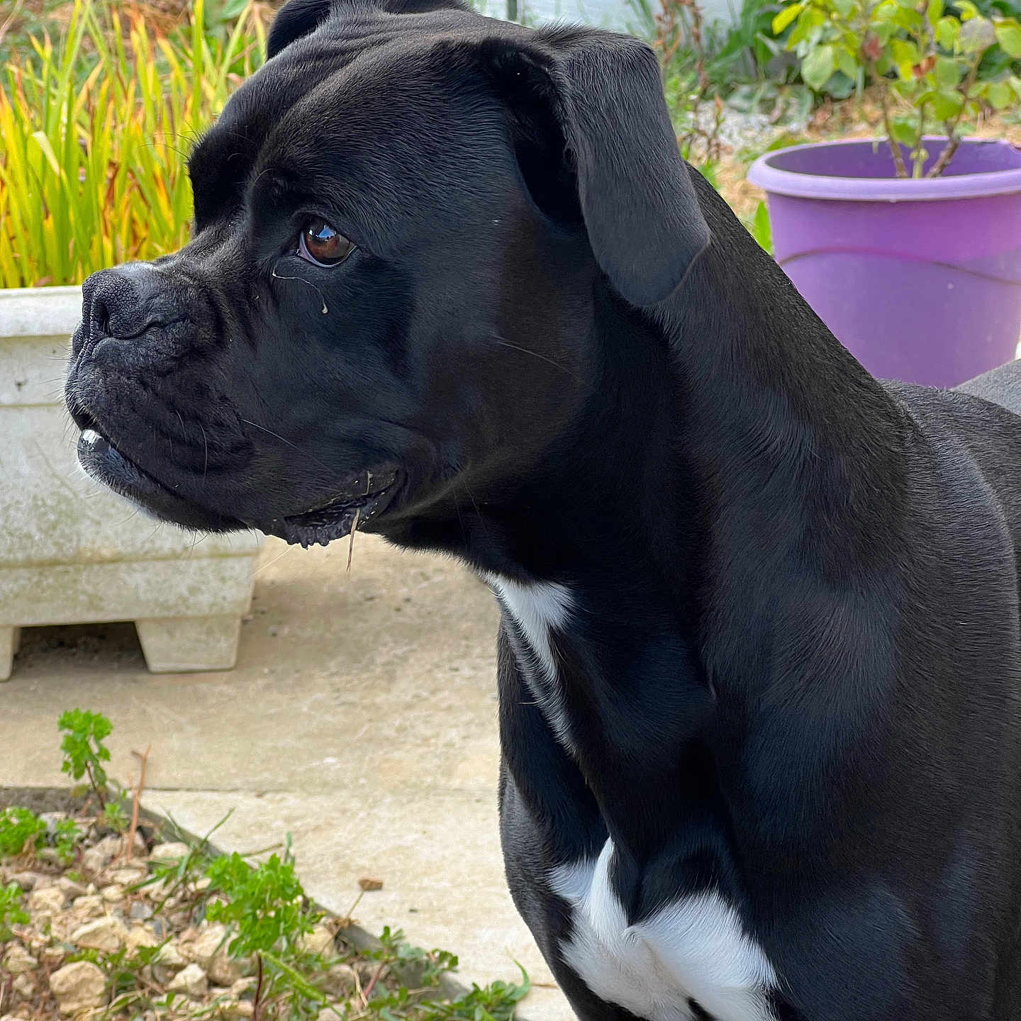 Sacko participe au concours pour gagner de l'argent avec cette photo : animal, boxer, bulldog, canine, dog, frenchbulldog, herbal, herbs, hound, jar, labradorretriever, leaf, pet, pitbull, plant, planter, pottedplant, pottery, puppy, vase