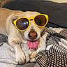 Molly is registered to the contest to win money with this photo: animal, bed, blanket, canine, close_up, comfort, companion, cute, dog, domestic, fur, indoor, pet, pillow, playful, relaxed, resting, sunglasses, tongue_out, yellow