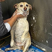 Molly is registered to the contest to win money with this photo: animal, bath, blue_mat, cage, cleaning, dog, expression, fur, hand, holding, indoor, looking, person, pet, scrub, small_dog, soap, wall, water, wet