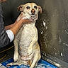 animal, bath, blue_mat, cage, cleaning, dog, expression, fur, hand, holding, indoor, looking, person, pet, scrub, small_dog, soap, wall, water, wet