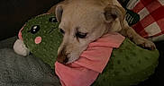 Molly is registered to the contest to win money with this photo: animal, blanket, brown, comfort, couch, cozy, cute, dog, face, fur, green, home, indoor, pet, pillow, pink, plush_toy, relaxed, resting, soft