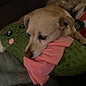animal, blanket, brown, comfort, couch, cozy, cute, dog, face, fur, green, home, indoor, pet, pillow, pink, plush_toy, relaxed, resting, soft