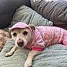 Molly is registered to the contest to win money with this photo: animal, blanket, canine, cap, clothing, comfort, couch, cozy, cute, dog, fur, home, indoor, looking_at_camera, pet, pink, relaxing, resting, small_dog, soft
