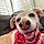 Molly
