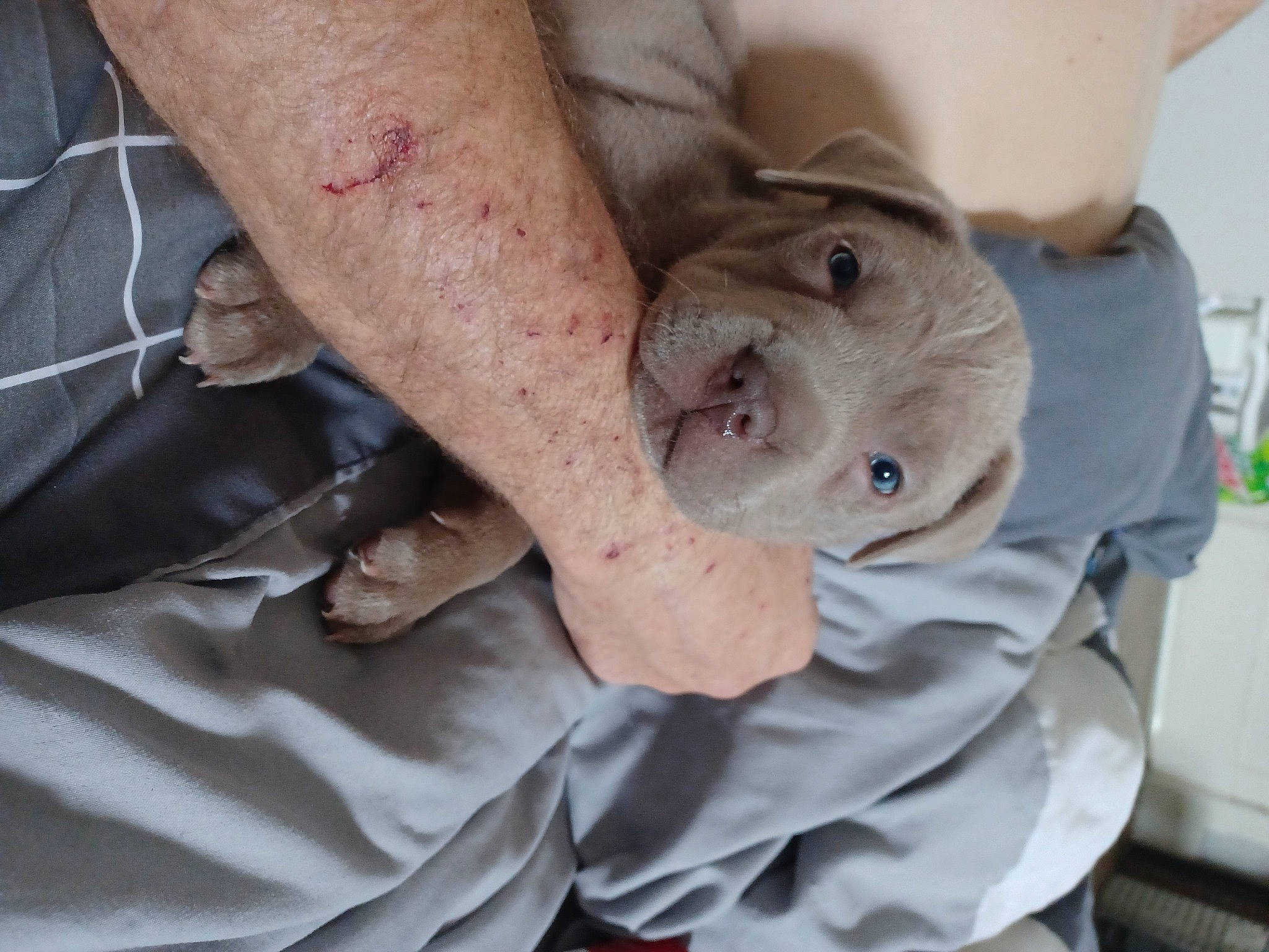 Coco joined the competition — help win amazing prizes! canidae, carnivore, chest, child, comfort, companion_dog, dog, dog_breed, elbow, fawn, flesh, foot, gesture, human_leg, knee, scar, snout, thigh, working_animal, wrinkle