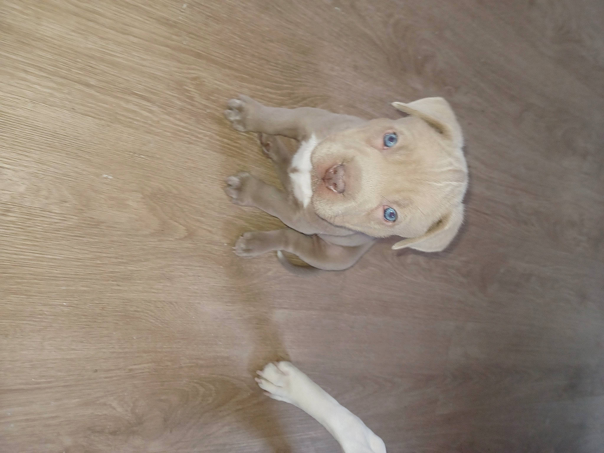 Coco joined the competition — help win amazing prizes! eye, fawn, flooring, fur, hardwood, natural_material, plywood, sculpture, snout, tail, wood, wood_flooring, working_animal