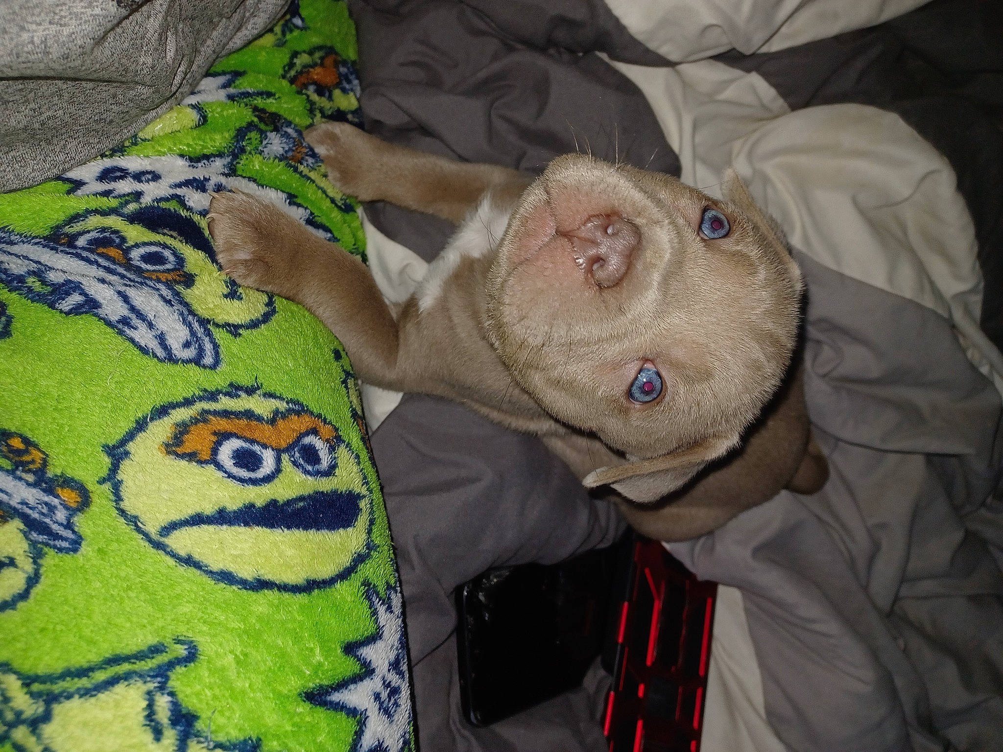 Coco joined the competition — help win amazing prizes! art, baby_products, baby_toddler_clothing, bed_sheet, bedding, child, comfort, craft, hat, linens, pattern, plush, room, sleeve, stuffed_toy, t_shirt, textile, visual_arts, wool, woolen