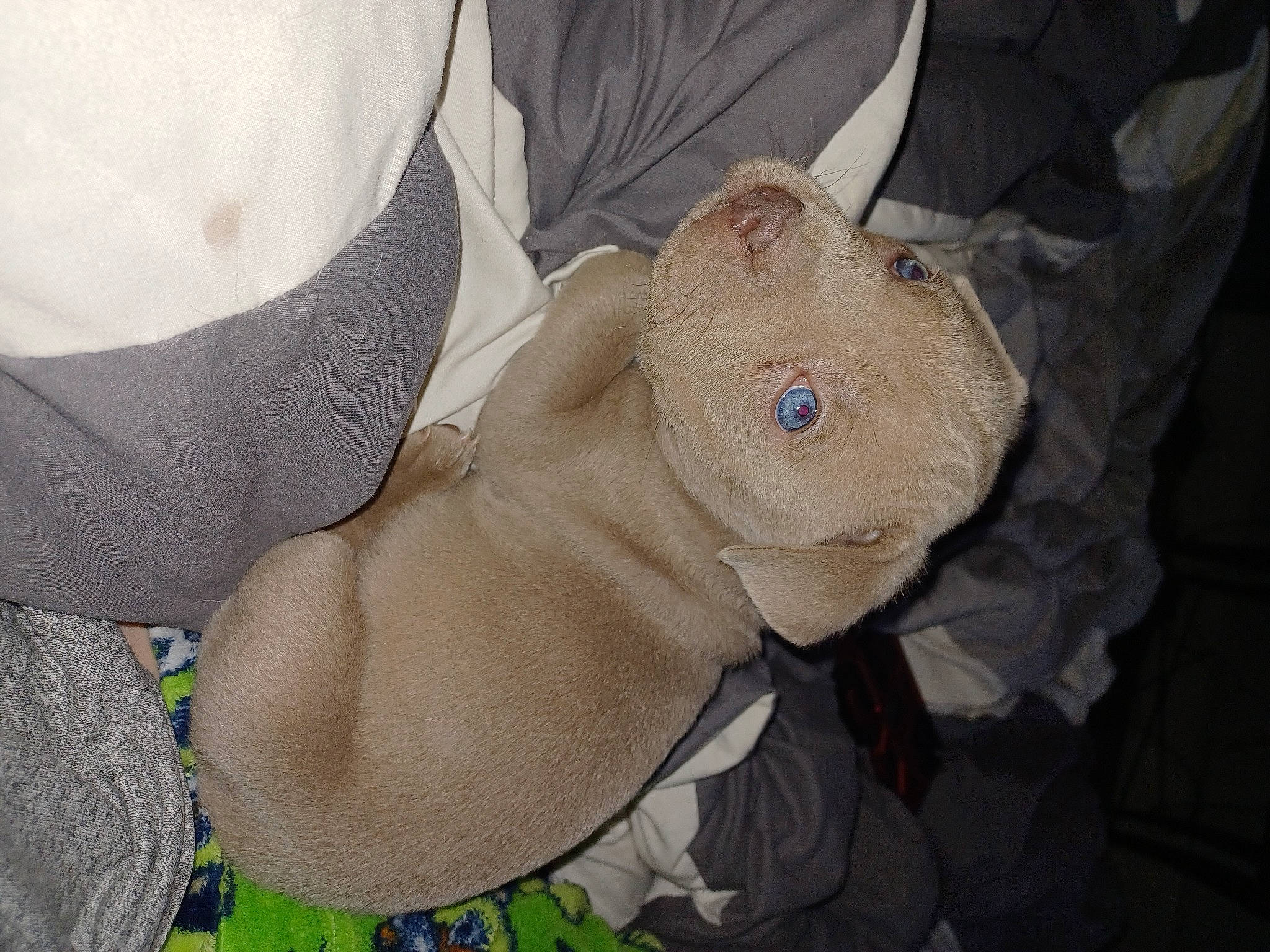 Coco is registered to the contest to win money with this photo: button, child, comfort, dress_shirt, elbow, elephant, linens, personal_protective_equipment, sleeve, stuffed_toy, thumb, wrinkle