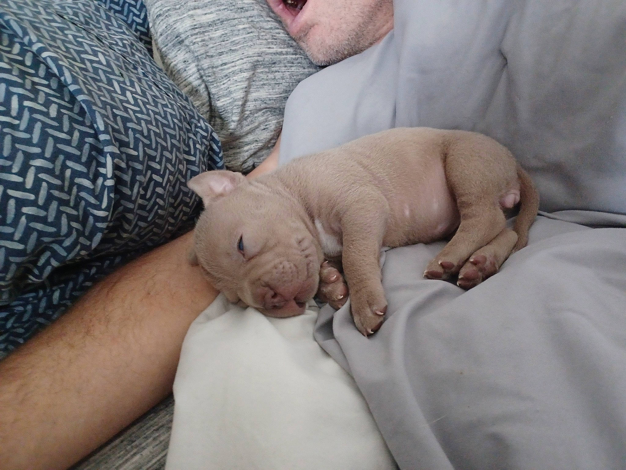 Coco joined the competition — help win amazing prizes! bed, bedding, bedtime, canidae, comfort, companion_dog, elbow, fawn, felidae, fur, grey, human_leg, linens, nail, nap, sleeve, small_to_medium_sized_cats, snout, wool, wrinkle