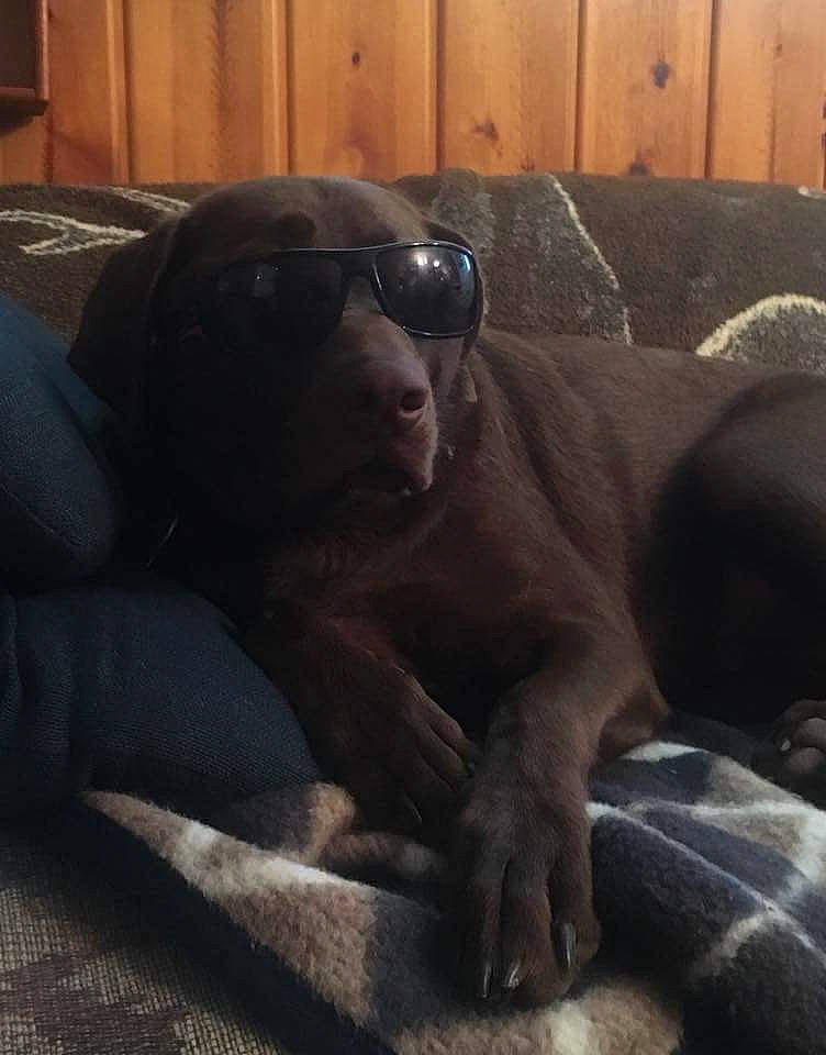 Harley is registered to the contest to win money with this photo: canidae, carnivore, cloud, comfort, companion_dog, couch, dog, dog_breed, eyewear, fawn, guard_dog, hardwood, liver, mammal, non_sporting_group, snout, sporting_group, whiskers, wood, working_animal