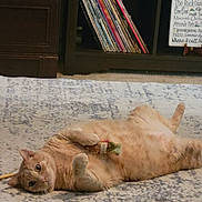 Ollie is registered to the contest to win money with this photo: cat, orange_cat, toy, carpet, vinyl_records, shelf, indoor, pet, relaxed, lying_down, curious, feline, home, floor, decor, collection, resting, playful, cute, animal