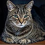 cat, tabby_cat, animal, pet, feline, green_eyes, whiskers, fur, ears, wood, resting, close_up, portrait, domestic_cat, mammal, indoor, quiet, calm, tabby_pattern, sitting