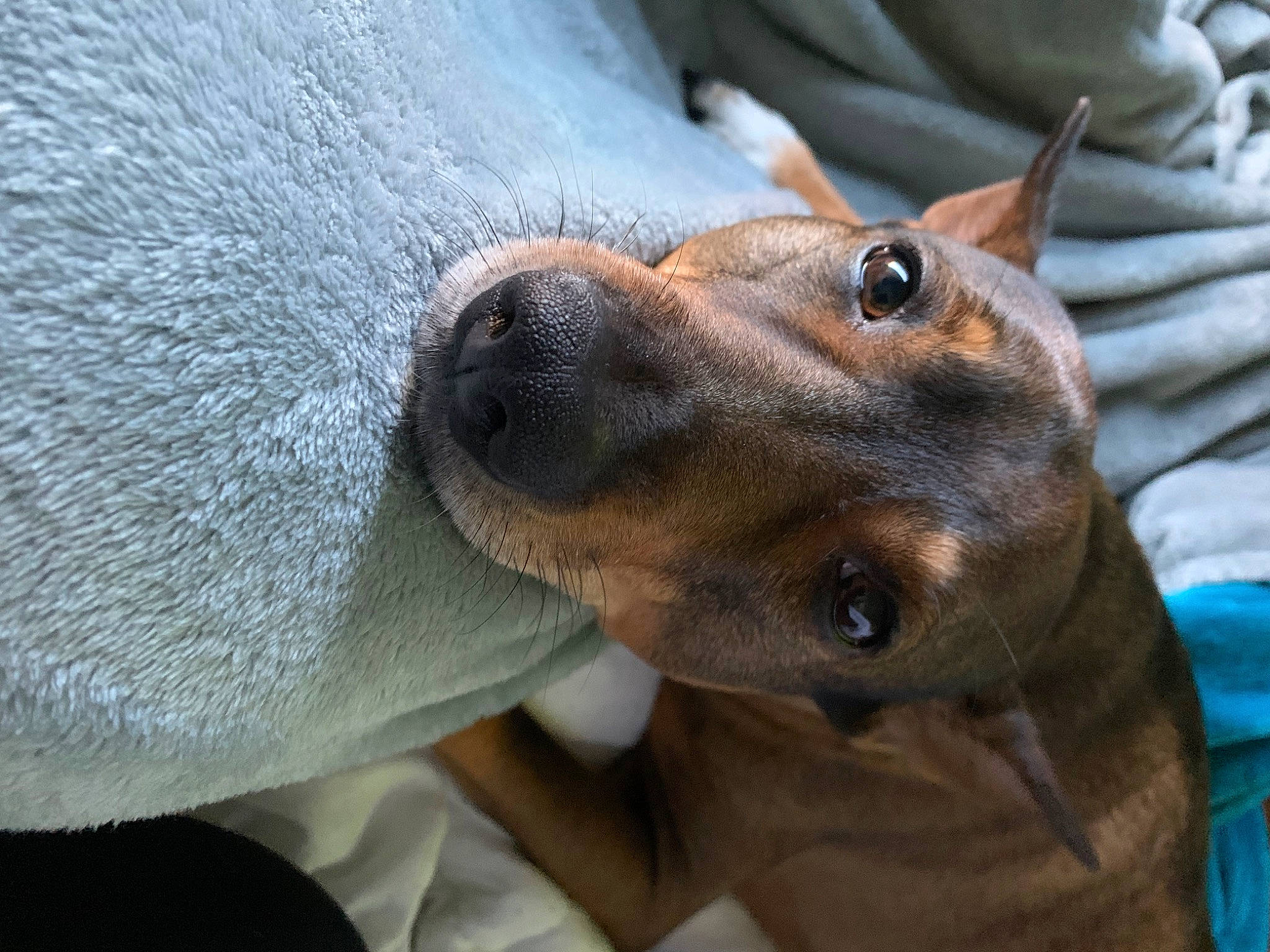 Cody participe au concours pour gagner de l'argent avec cette photo : canidae, carnivore, collar, companion_dog, dog, dog_breed, ear, eyelash, fawn, fur, gesture, guard_dog, jaw, liver, snout, sporting_group, terrestrial_animal, whiskers, wildlife, working_animal