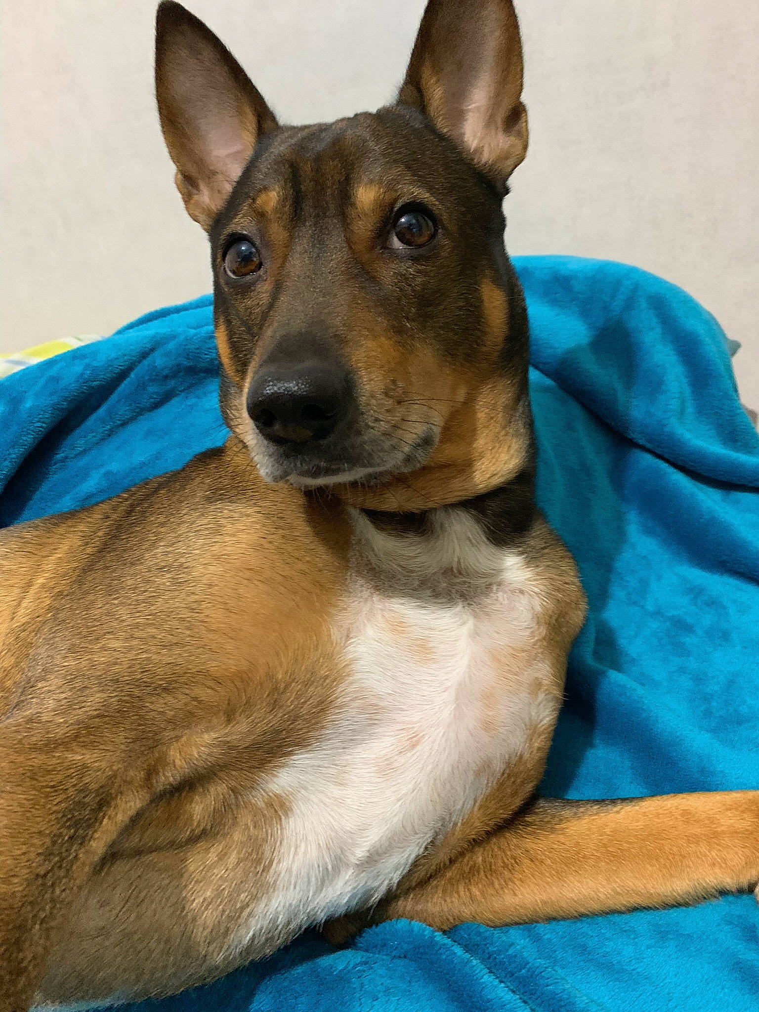 Cody participe au concours pour gagner de l'argent avec cette photo : ancient_dog_breeds, canidae, carnivore, companion_dog, dog, dog_breed, electric_blue, fawn, hunting_dog, snout, terrestrial_animal, whiskers, working_animal, working_dog