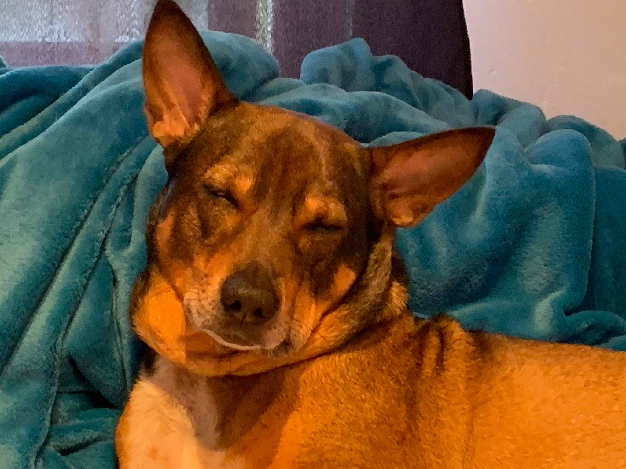 Cody participe au concours pour gagner de l'argent avec cette photo : ancient_dog_breeds, canidae, carnivore, comfort, companion_dog, dog, dog_breed, dog_supply, ear, fawn, fur, non_sporting_group, snout, sporting_group, toy_dog, whiskers, working_animal, working_dog