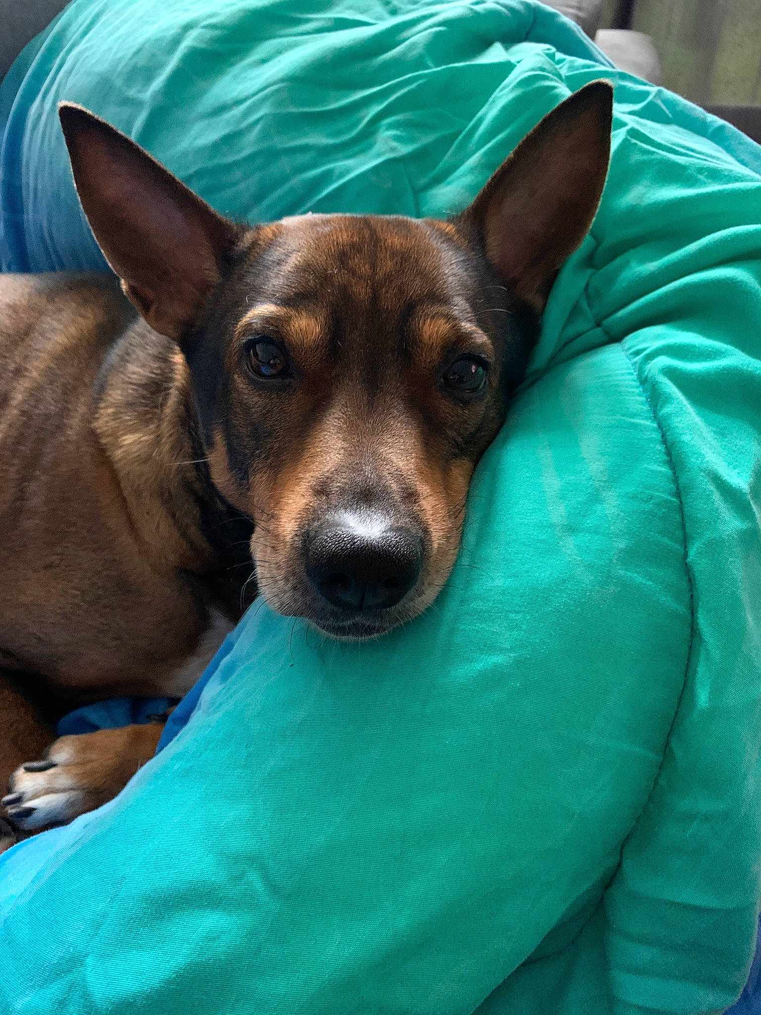 Cody participe au concours pour gagner de l'argent avec cette photo : ancient_dog_breeds, blue, canidae, carnivore, comfort, companion_dog, dog, dog_breed, ear, fur, green, puppy, sporting_group, toy_dog, whiskers, working_animal