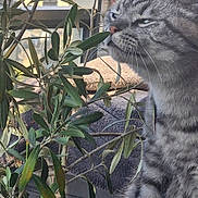 Sherlock participe au concours pour gagner de l'argent avec cette photo : animal, balcony, cat, closeup, curious, daylight, feline, fur, greenery, houseplant, leaves, nature, outdoor, pet, plant, potted_plant, relaxation, tabby, towel, whiskers
