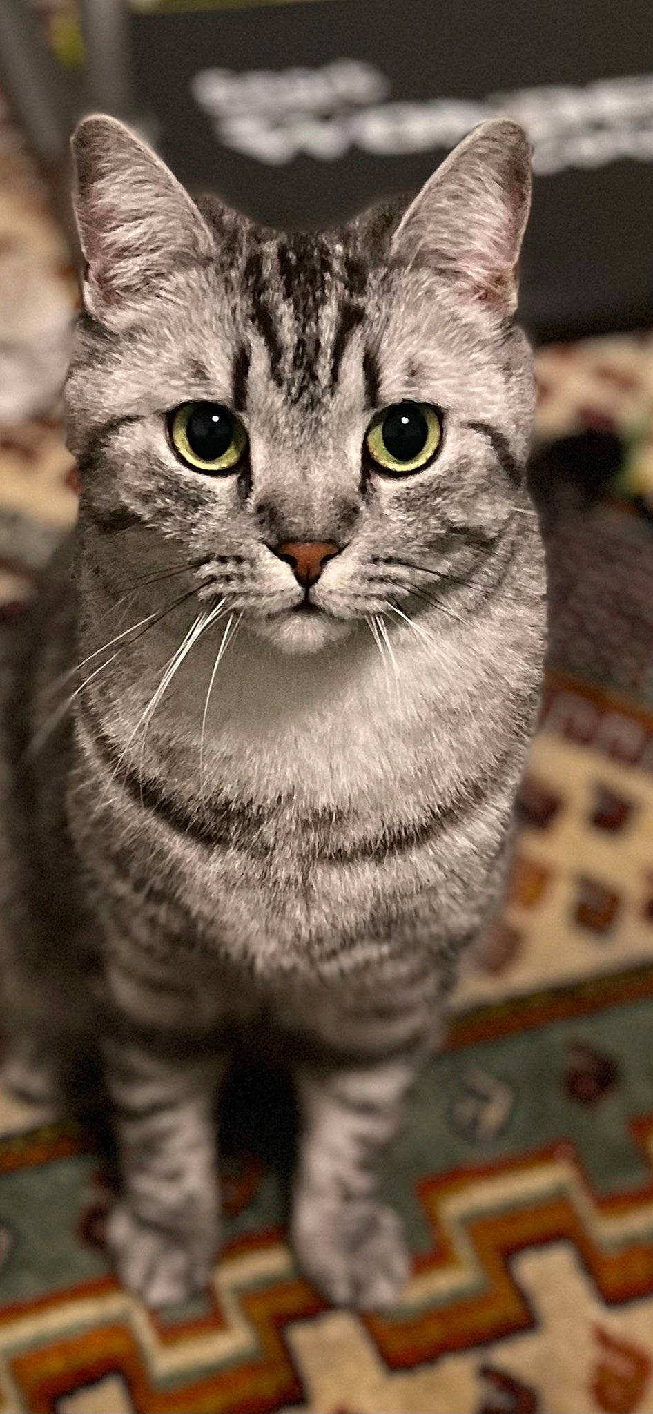 Sherlock participe au concours pour gagner de l'argent avec cette photo : carnivore, cat, claw, close_up, domestic_short_haired_cat, felidae, fur, grass, grey, monochrome_photography, pattern, paw, small_to_medium_sized_cats, snout, tail, terrestrial_animal, whiskers, wildlife, window, wood