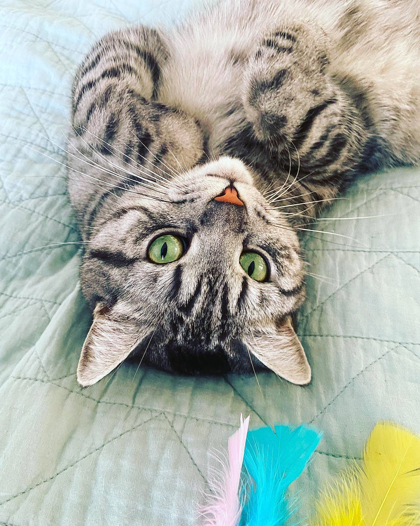 Sherlock participe au concours pour gagner de l'argent avec cette photo : carnivore, cat, close_up, comfort, domestic_short_haired_cat, eye, felidae, fur, grass, grey, nap, pattern, paw, plant, small_to_medium_sized_cats, snout, terrestrial_animal, tree, whiskers, wildlife