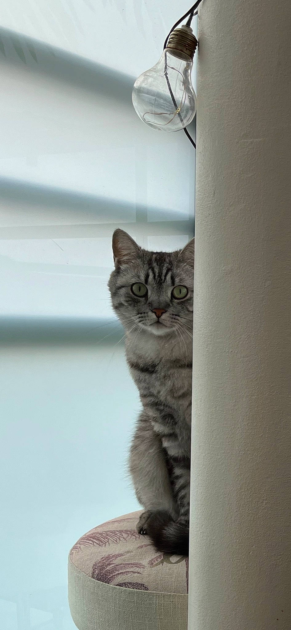 Sherlock participe au concours pour gagner de l'argent avec cette photo : art, carnivore, cat, domestic_short_haired_cat, door, felidae, fur, grey, monochrome, monochrome_photography, paw, sitting, small_to_medium_sized_cats, snout, tail, whiskers, wildlife, window, wood