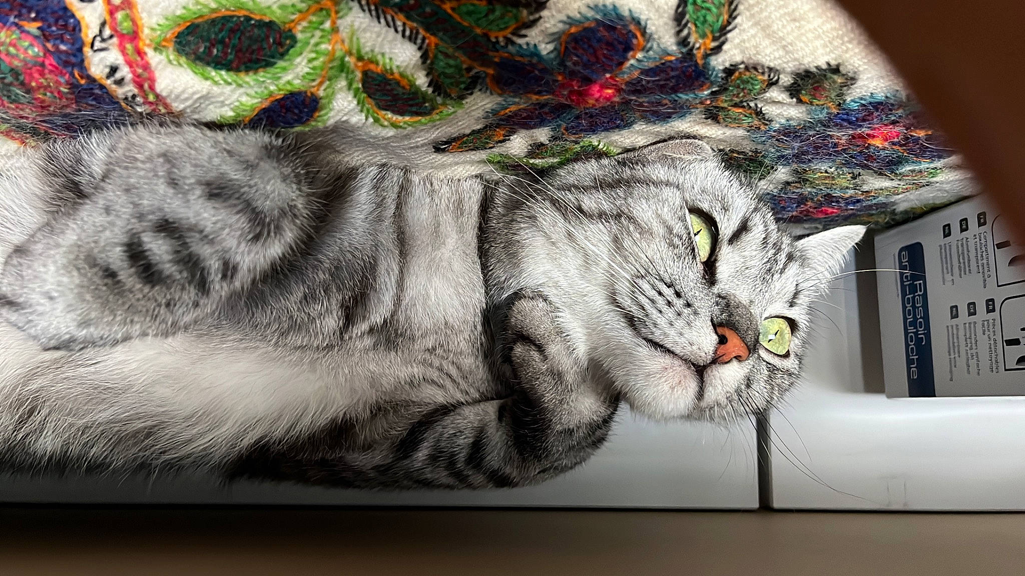Sherlock participe au concours pour gagner de l'argent avec cette photo : art, carnivore, cat, claw, domestic_short_haired_cat, drawing, felidae, fur, graphics, illustration, linens, nap, painting, paw, rectangle, small_to_medium_sized_cats, snout, tail, visual_arts, whiskers