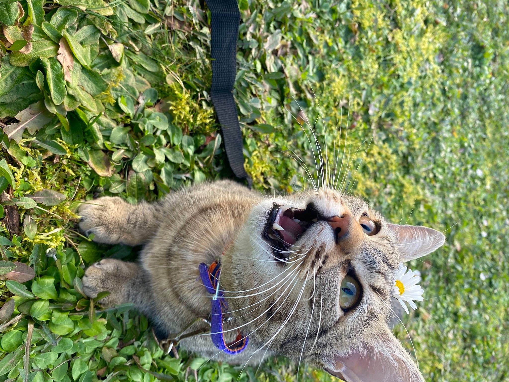 Miou a rejoint le concours — aidez-le/la à gagner de superbes lots ! big_cats, botany, carnivore, cat, collar, dog_breed, eye, fang, fawn, felidae, grass, groundcover, plant, small_to_medium_sized_cats, snout, sporting_group, tail, terrestrial_animal, whiskers, working_animal