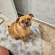 Canela is registered to the contest to win money with this photo: dog, pet, indoor, floor, rug, brown, small_dog, looking_up, fluffy_rug, tile_floor, wall, ears, cute, eyes, sitting, companion, animal, domestic, fur, expression