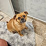 dog, pet, indoor, floor, rug, brown, small_dog, looking_up, fluffy_rug, tile_floor, wall, ears, cute, eyes, sitting, companion, animal, domestic, fur, expression