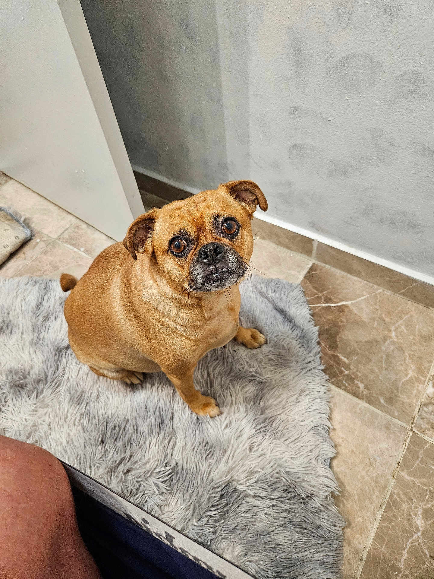 Canela