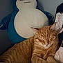 animal, cat, closeup, comfortable, companion, cozy, cuddly, cute, feline, fur, indoor, orange_tabby, pet, plush_toy, relaxing, resting, sleeping, snorlax, soft, stuffed_animal