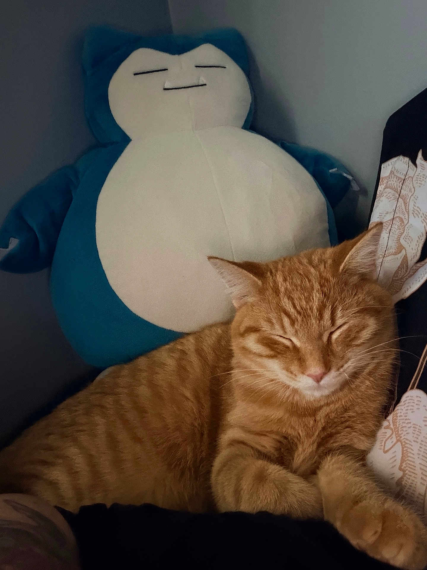 Loke is registered to the contest to win money with this photo: animal, cat, closeup, comfortable, companion, cozy, cuddly, cute, feline, fur, indoor, orange_tabby, pet, plush_toy, relaxing, resting, sleeping, snorlax, soft, stuffed_animal