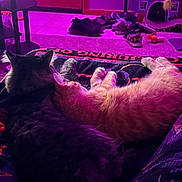Loke is registered to the contest to win money with this photo: black_cat, blanket, carpet, cat, cat_house, closeup, companion, cozy, feline, floor, indoor, orange_cat, pets, purple_light, relaxing, resting, shoes, sleeping, snuggling, toys