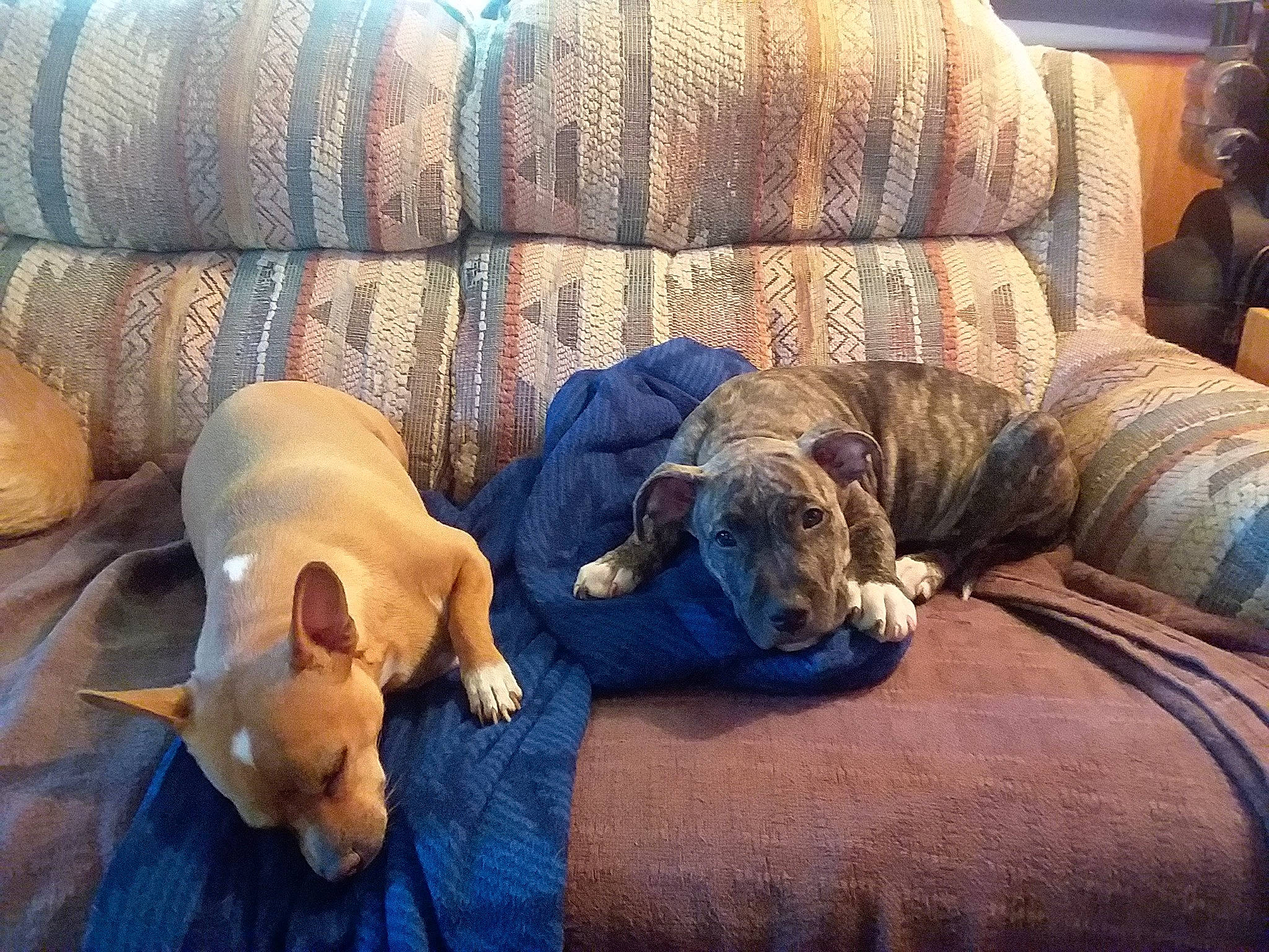 Tacojohn is registered to the contest to win money with this photo: american_bulldog, american_pit_bull_terrier, canidae, carnivore, companion_dog, dog, dog_breed, fawn, mammal, nap, non_sporting_group, puppy, puppy_love, sporting_group