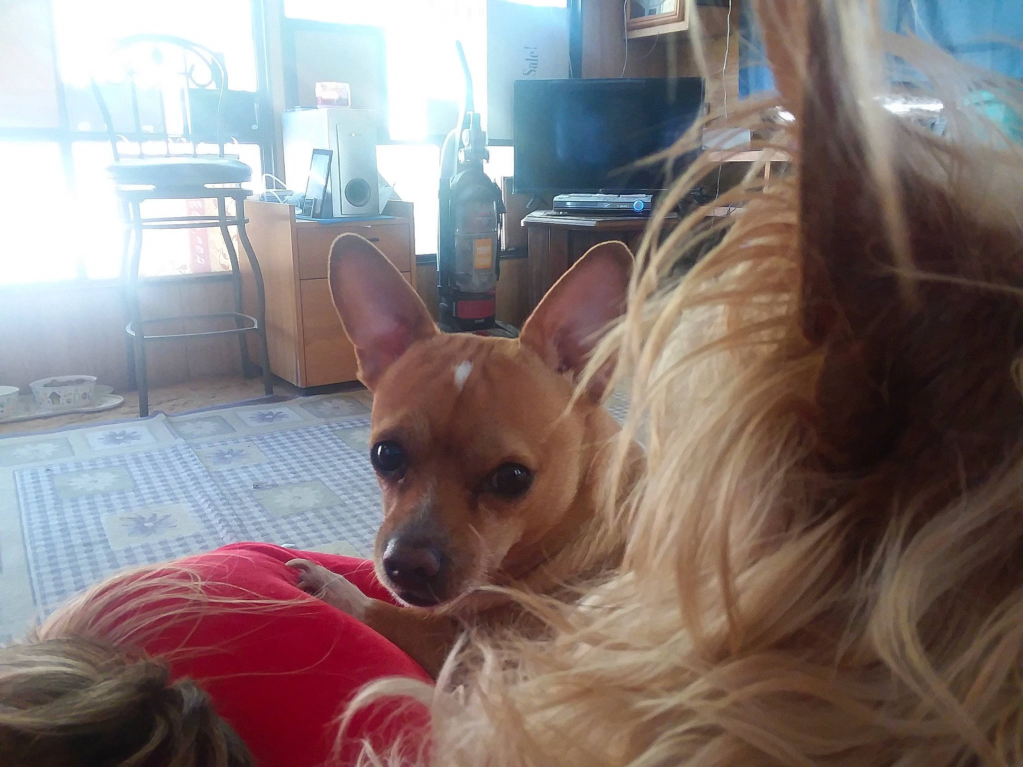 Tacojohn is registered to the contest to win money with this photo: canidae, carnivore, chihuahua, companion_dog, corgi_chihuahua, dog, dog_breed, ear, fawn, mammal, pomeranian, russkiy_toy, snout, toy_dog, vertebrate, whiskers