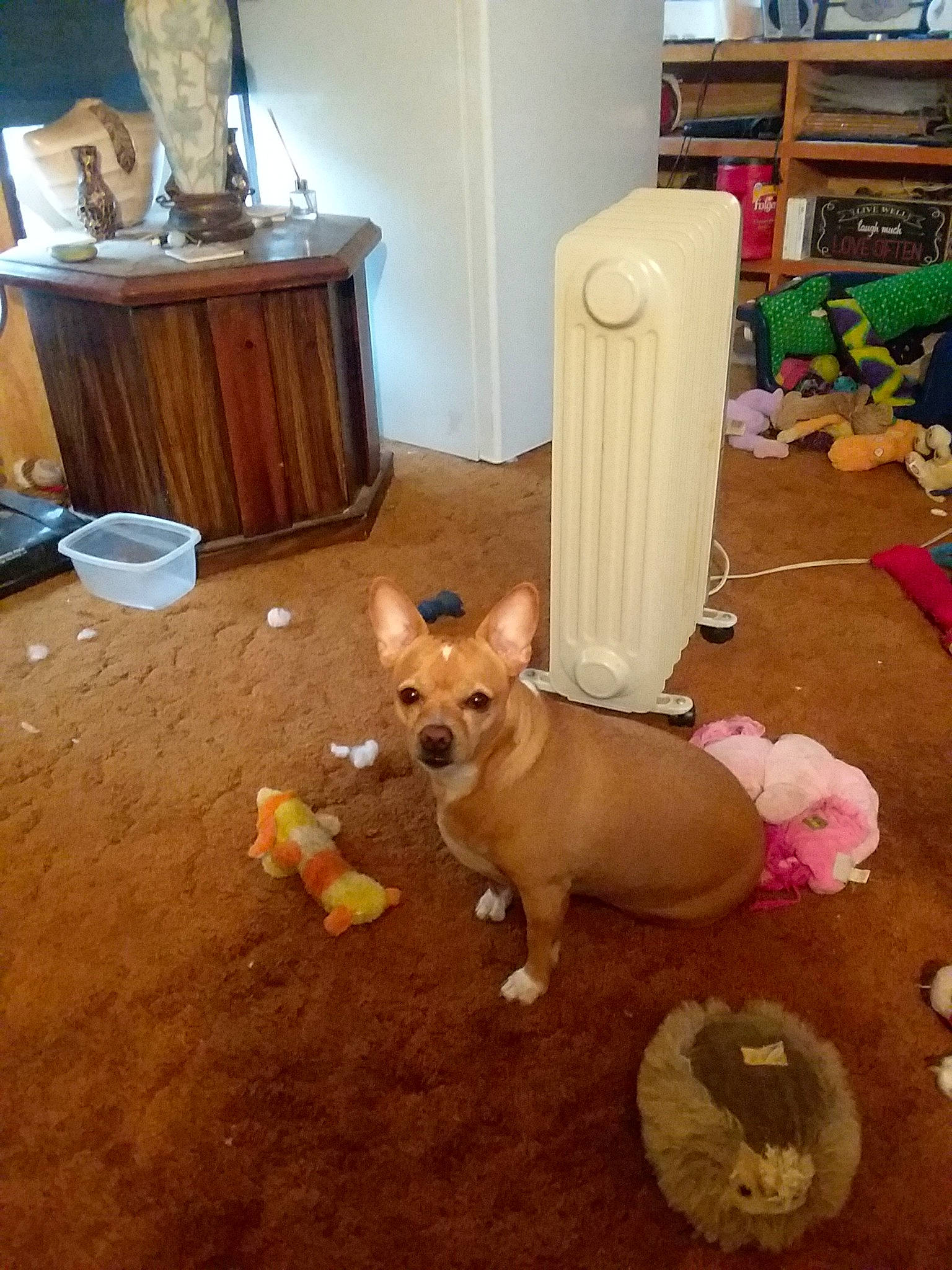 Tacojohn joined the competition — help win amazing prizes! canidae, carnivore, chihuahua, companion_dog, dog, dog_breed, fawn, floor, flooring, mammal, pembroke_welsh_corgi, welsh_corgi