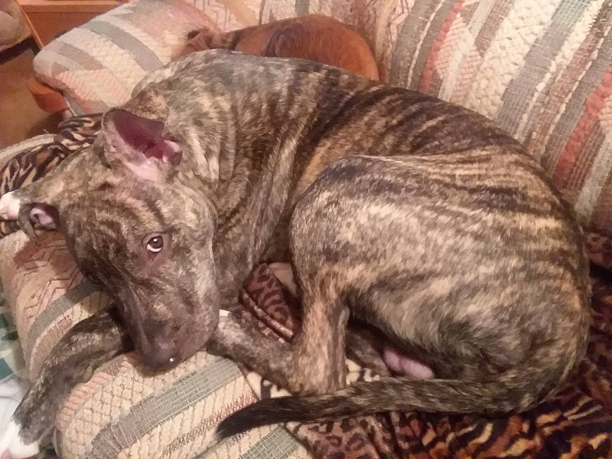 Kaine is registered to the contest to win money with this photo: alaunt, canidae, carnivore, cimarron_uruguayo, dog, dog_breed, fawn, lurcher, mammal, non_sporting_group, perro_de_presa_canario, treeing_tennessee_brindle, vertebrate