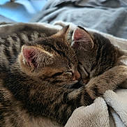Rioetnaia participe au concours pour gagner de l'argent avec cette photo : animal, blanket, cat, close_up, companion, cozy, cute, ears, fur, indoors, kitten, pet, resting, sleeping, snuggling, soft, tabby, two_animals, warmth, whiskers