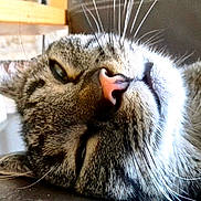 Tigrou a rejoint le concours — aidez-le/la à gagner de superbes lots ! animal, background_blur, cat, close_up, cozy, domestic_animal, ear, feline, fur, head, indoor, lying_down, nose, pet, relaxed, resting, sleepy, soft_light, tabby, whiskers