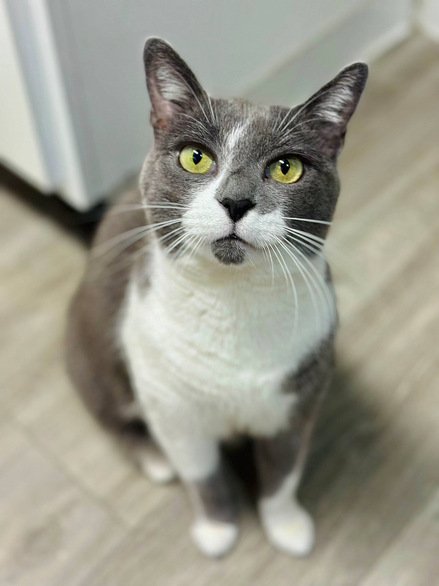 Clover joined the competition — help win amazing prizes! carnivore, cat, domestic_short_haired_cat, felidae, flooring, fur, grey, hardwood, monochrome_photography, paw, small_to_medium_sized_cats, snout, tail, terrestrial_animal, whiskers
