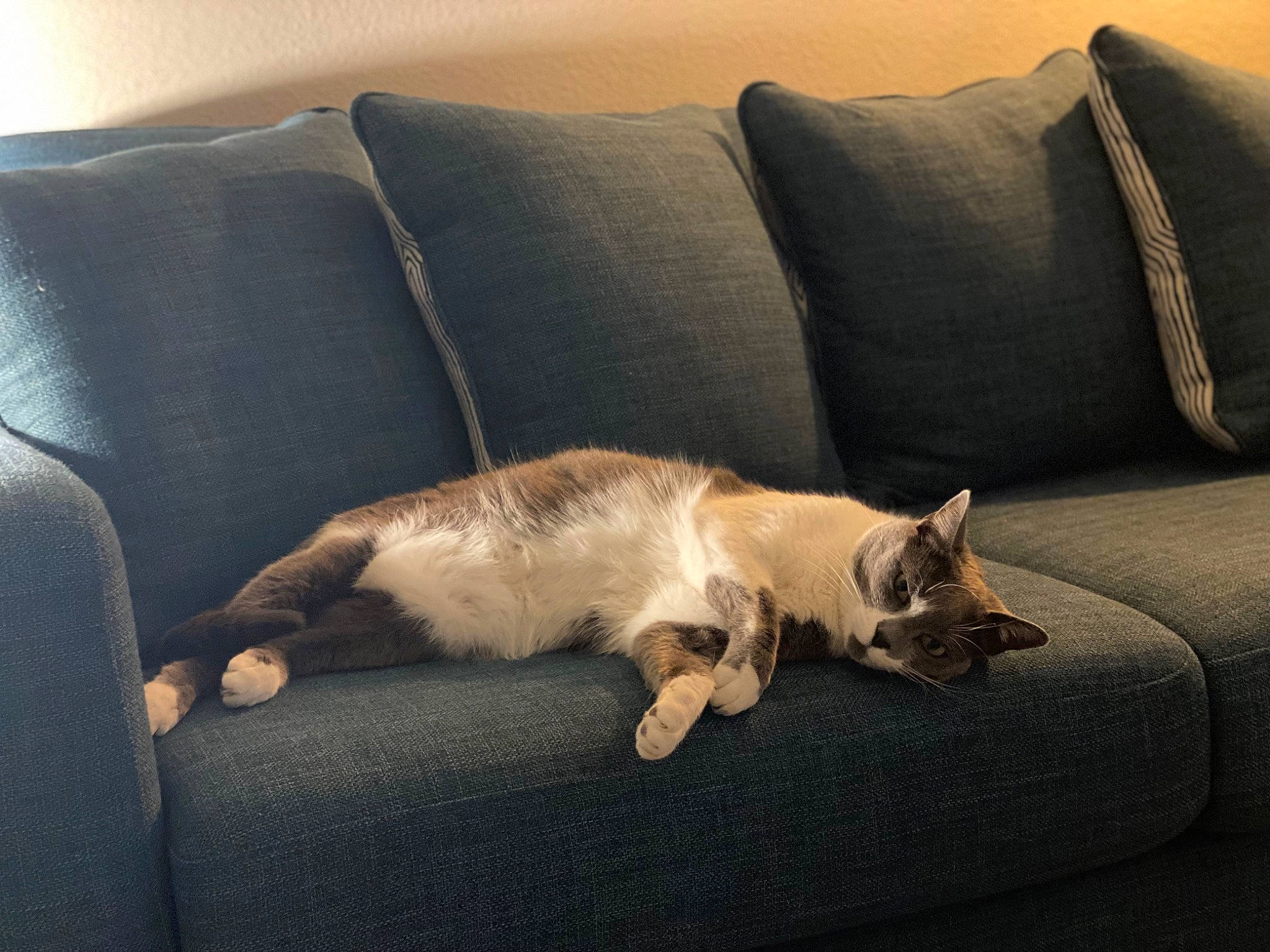 Clover is registered to the contest to win money with this photo: balinese, carnivore, cat, comfort, companion_dog, couch, dog_breed, fawn, felidae, fur, linens, living_room, paw, room, siamese, small_to_medium_sized_cats, sporting_group, tail, throw_pillow, whiskers