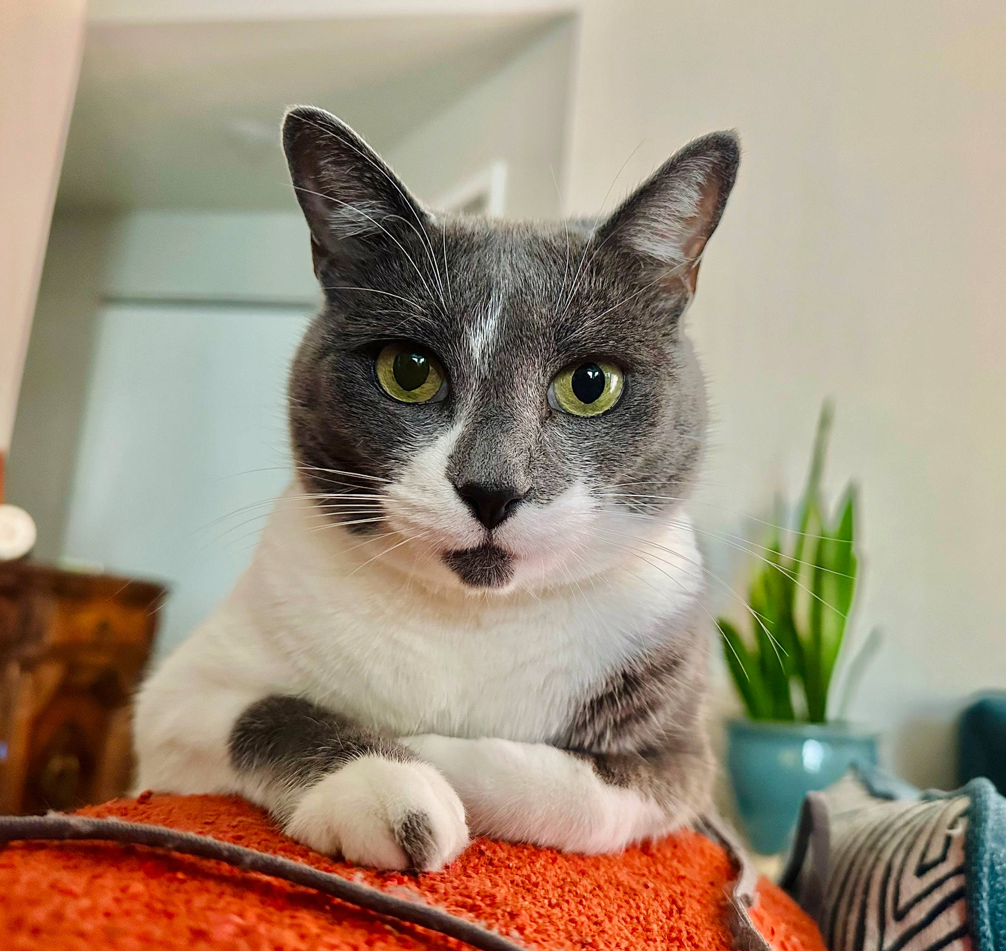 Clover joined the competition — help win amazing prizes! carnivore, cat, cat_furniture, cat_supply, domestic_short_haired_cat, eye, felidae, flowerpot, fur, houseplant, paw, pet_supply, plant, small_to_medium_sized_cats, snout, whiskers, window