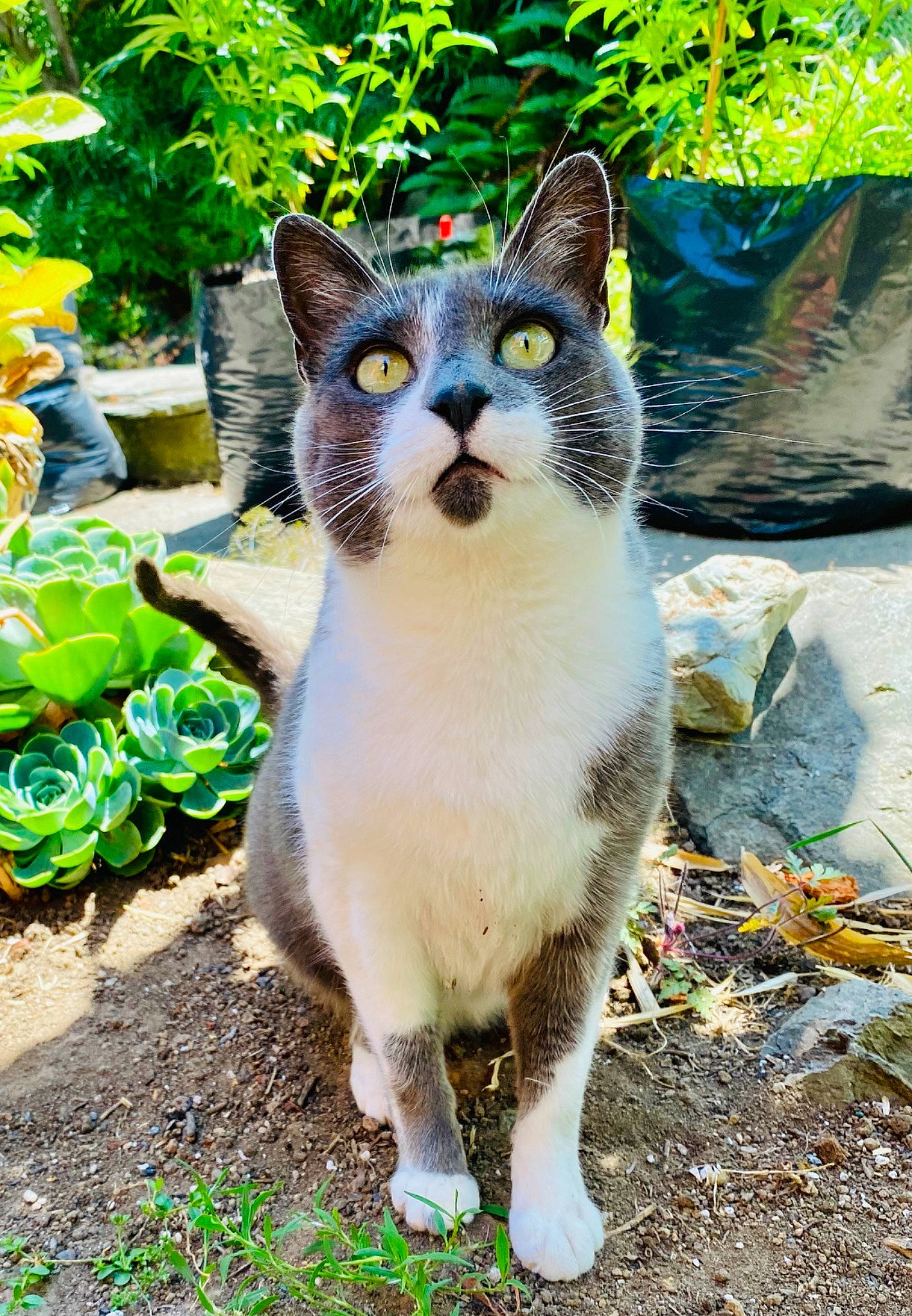 Clover joined the competition — help win amazing prizes! carnivore, cat, domestic_short_haired_cat, felidae, fur, grass, groundcover, paw, plant, sitting, small_to_medium_sized_cats, snout, soil, tail, terrestrial_animal, tree, whiskers, wildlife