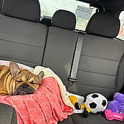 Coco is registered to the contest to win money with this photo: dog, french_bulldog, sleeping, blanket, backseat, car_interior, plush_toy, soccer_ball, seatbelt, window, rainy, cozy, pet_bed, toy, headrest, upholstery, travel, nap, paws, fur