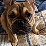 Coco joined the competition — help win amazing prizes! dog, french_bulldog, puppy, fawn_coat, big_ears, wrinkled_face, black_nose, dark_eyes, underbite, short_muzzle, front_paws, close_up, cozy_blanket, plaid_blanket, blue_throw, plush_toy, indoor, bed, curious, pet_portrait