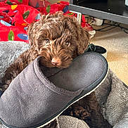 Bruno joined the competition — help win amazing prizes! animal, bed, brown, carpet, cozy, cute, decoration, dog, furry, green, holiday, indoor, pet, playful, puppy, red, resting, slipper, soft, toy