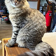 Orion a rejoint le concours — aidez-le/la à gagner de superbes lots ! cat, tabby, fluffy_tail, indoor, wooden_table, furniture, curious_gaze, pet, animal, domestic_cat, whiskers, ears, sitting, brown_fur, striped_fur, cozy, home, household, background_objects, close_up