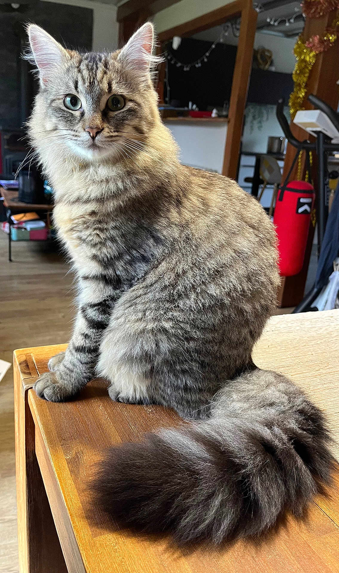 Orion a rejoint le concours — aidez-le/la à gagner de superbes lots ! cat, tabby, fluffy_tail, indoor, wooden_table, furniture, curious_gaze, pet, animal, domestic_cat, whiskers, ears, sitting, brown_fur, striped_fur, cozy, home, household, background_objects, close_up