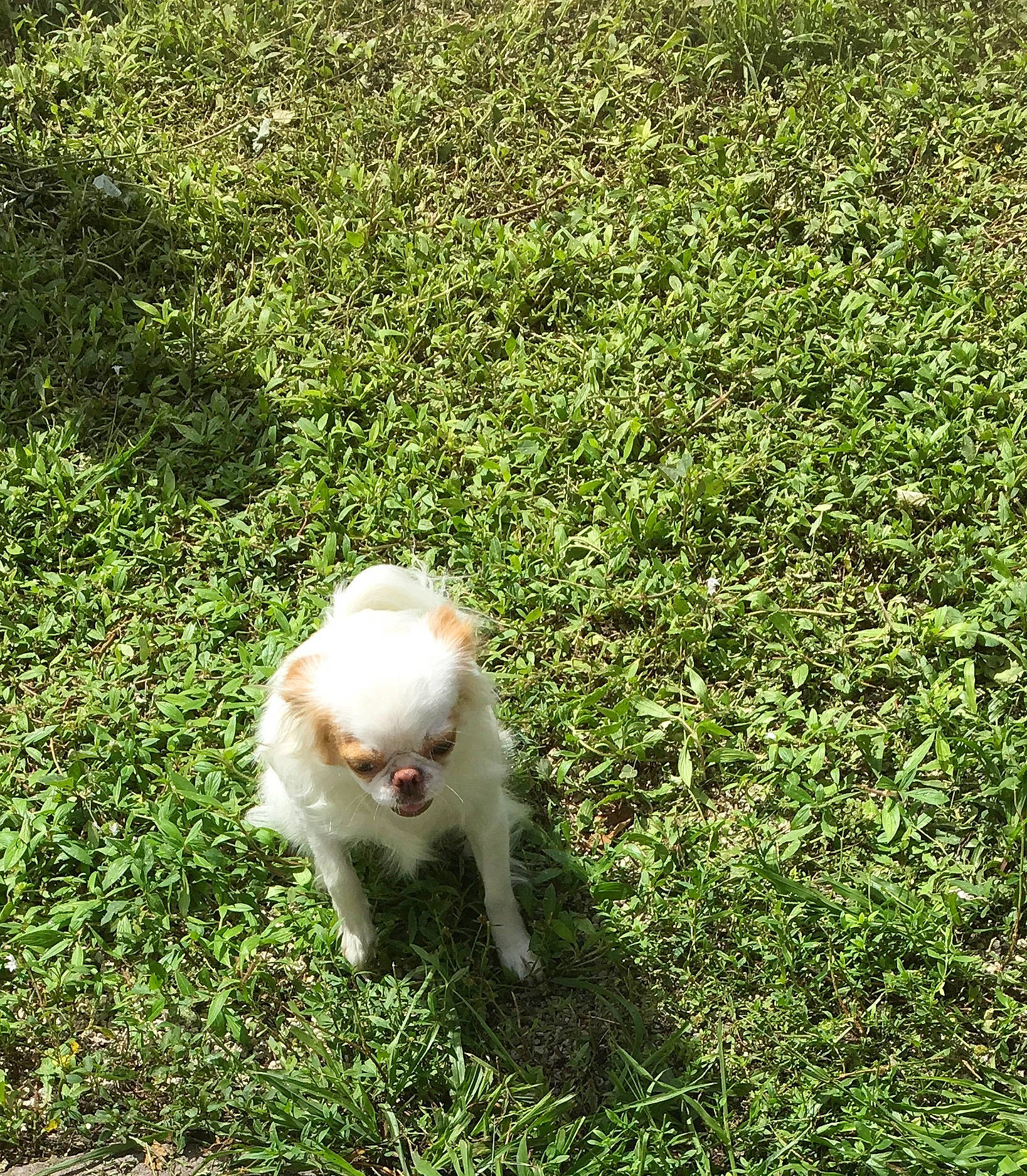 Nismo joined the competition — help win amazing prizes! canidae, carnivore, companion_dog, dog, dog_breed, grass, mammal, non_sporting_group, plant, puppy, sporting_group, tail