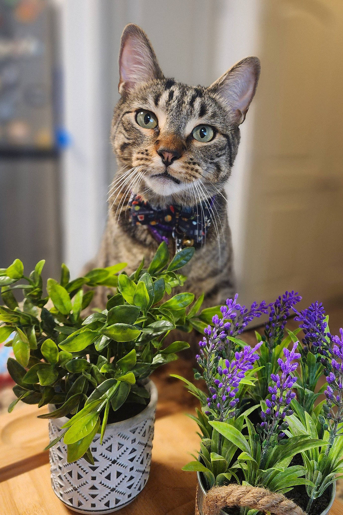 Kraken is registered to the contest to win money with this photo: annual_plant, art, carnivore, cat, domestic_short_haired_cat, felidae, flower, flowering_plant, flowerpot, fur, grass, groundcover, herbaceous_plant, houseplant, petal, plant, small_to_medium_sized_cats, terrestrial_plant, vase, whiskers