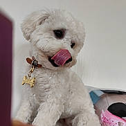 Neige participe au concours pour gagner de l'argent avec cette photo : dog, white, fluffy, tongue, licking, collar, tag, pet, cute, animal, indoor, fur, small_dog, portrait, canine, companion, paw, sitting, expression, closeup
